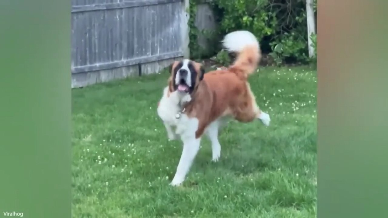 Animals Being Funny Without Even Trying 😂 Funniest Animal Videos