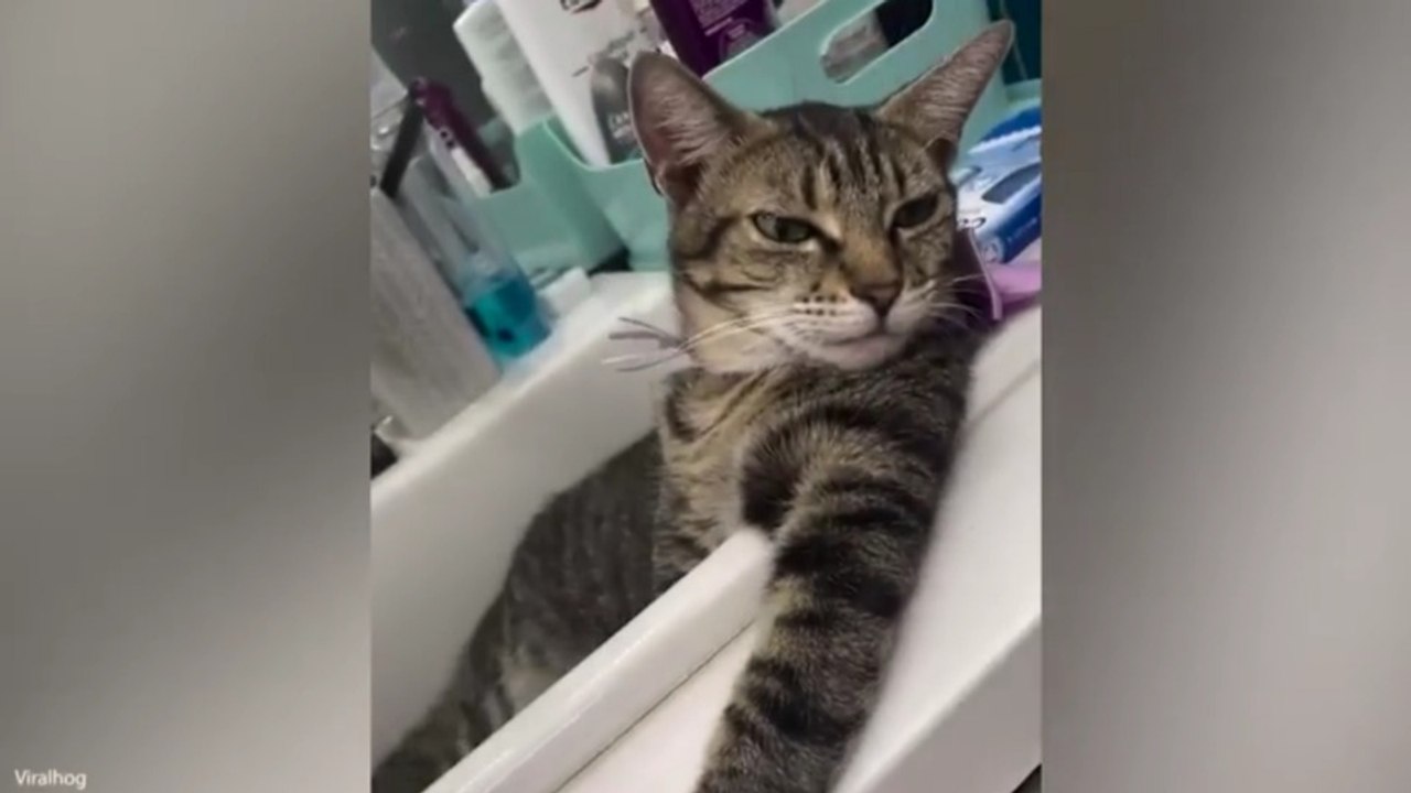 Funniest Animal Videos 😂 Unforgettable Animal Moments That Made Everyone Laugh