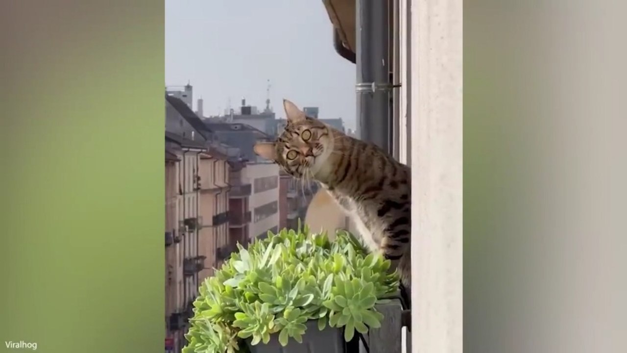 Funniest Animal Videos 😂 The Best Viral Animal Moments
