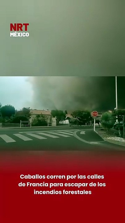 Caballos corren por las calles de Francia para escapar de los incendios forestales