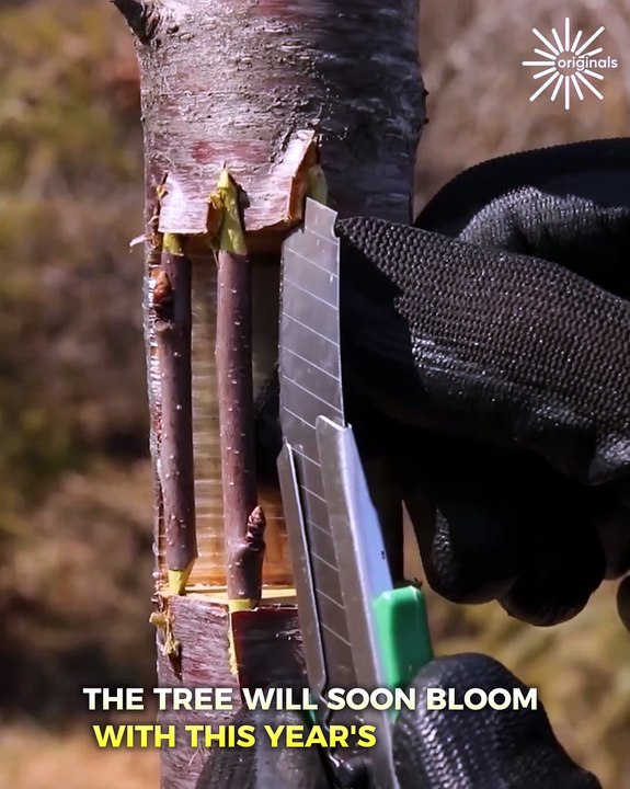 Make sure to save this video for when the grafting season comes!