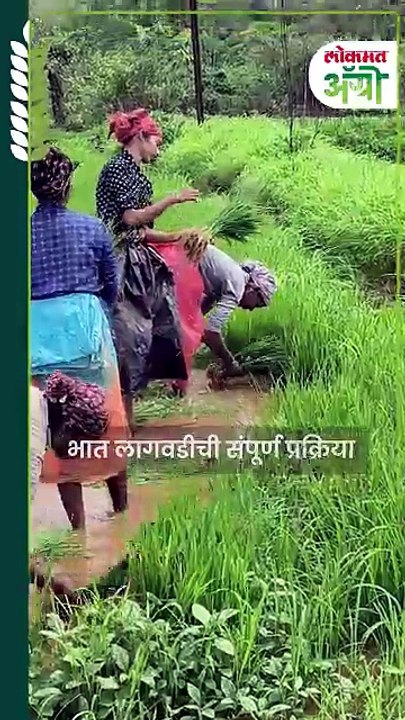 आपल्या ताटात भात कसा येतो_1