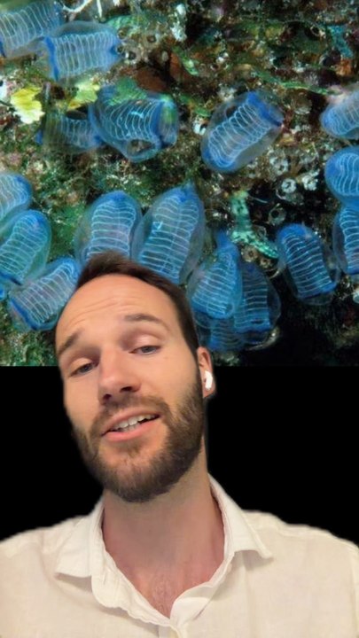 Une FORET de BOUTEILLES dans la mer ??