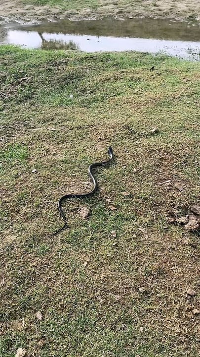 Poisonous Snake Swimming Like a Boss - Real Footage 🐍💧