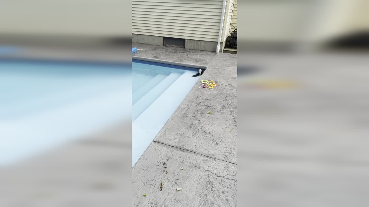 Family Rescues Baby Skunk Trapped in Swimming Pool