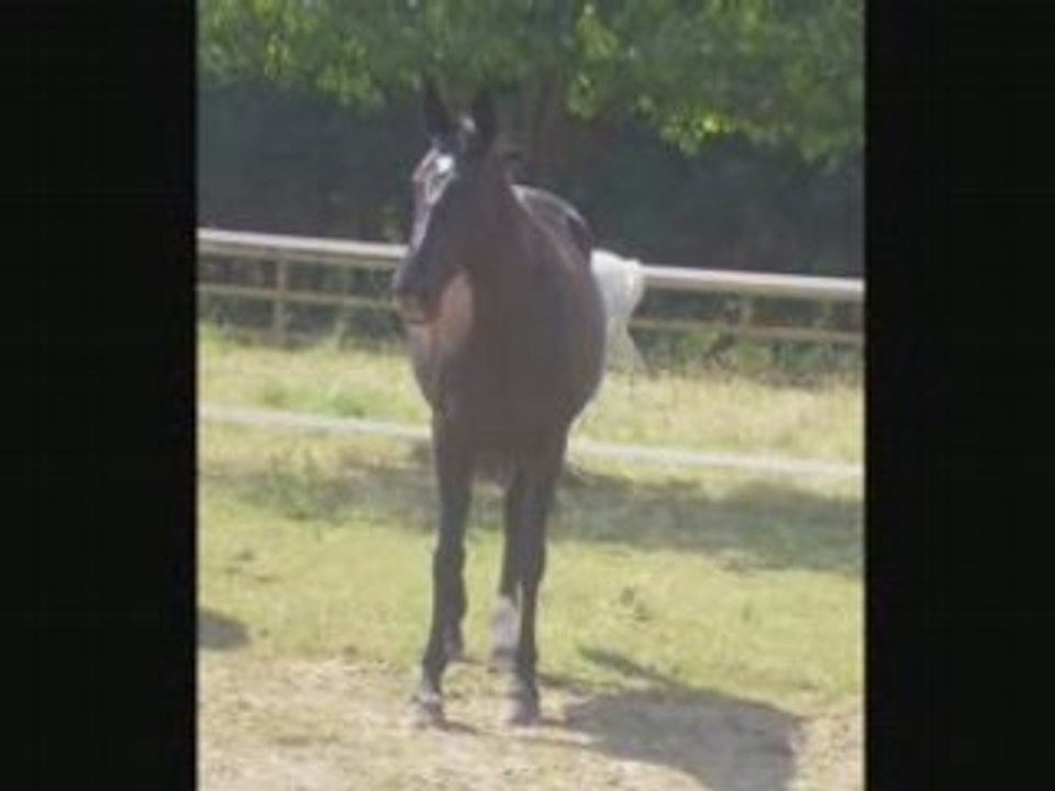 Chanelle je t'aime (L'