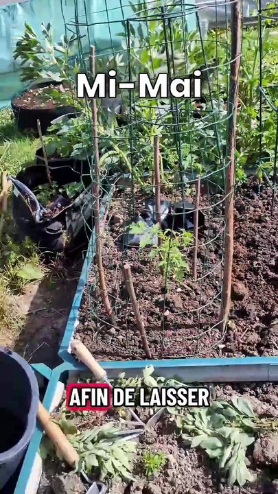 Tomates cerises : En cage : Max de fruits #tomate #jardinage #potager #culture #recolte