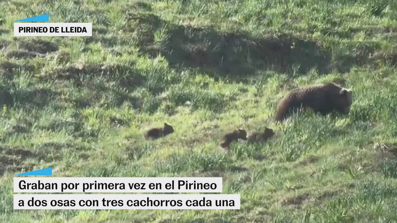 Estas son las osas vistas en el Pirineo de Lleida