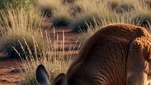 Kangaroo : The powerful jumper carrying the future in its pouch