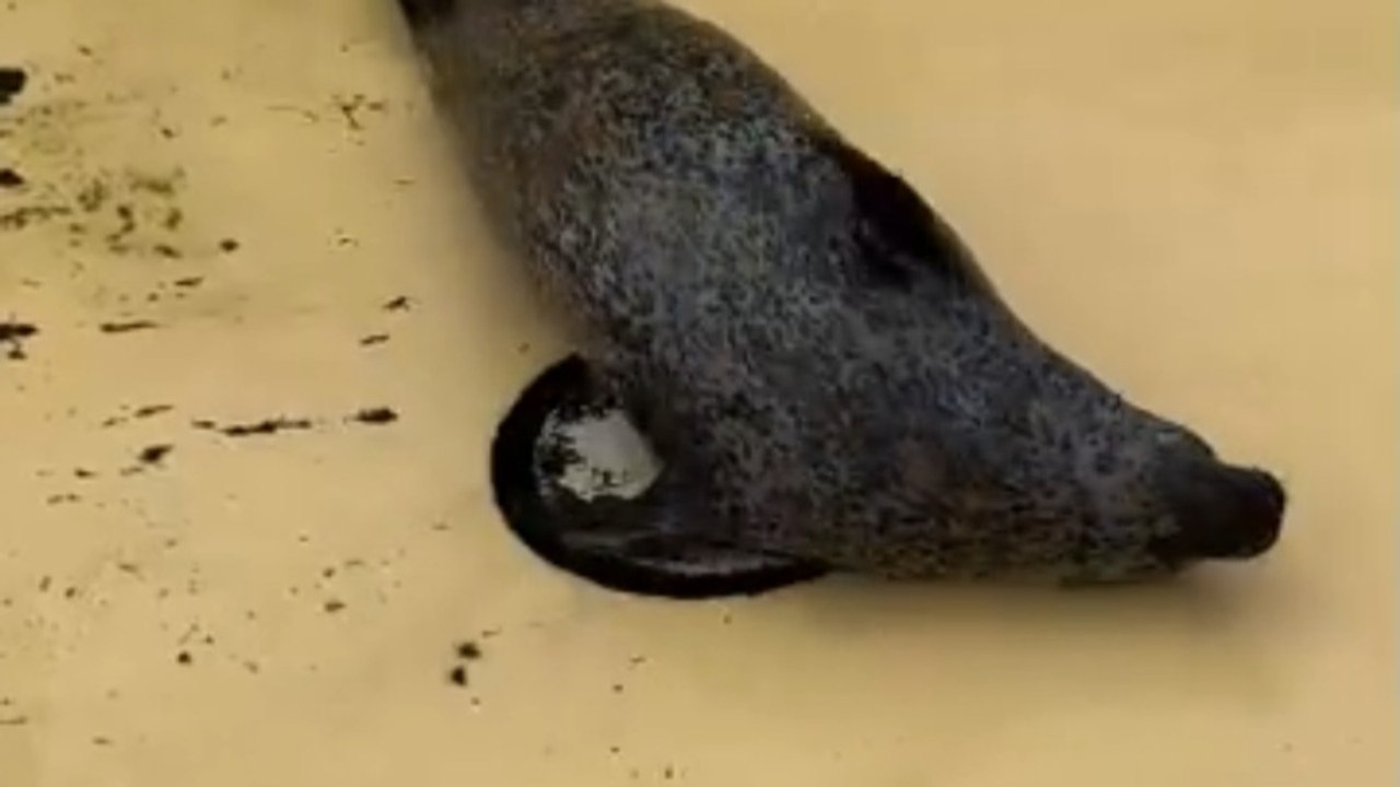 Cute Seal Chilling