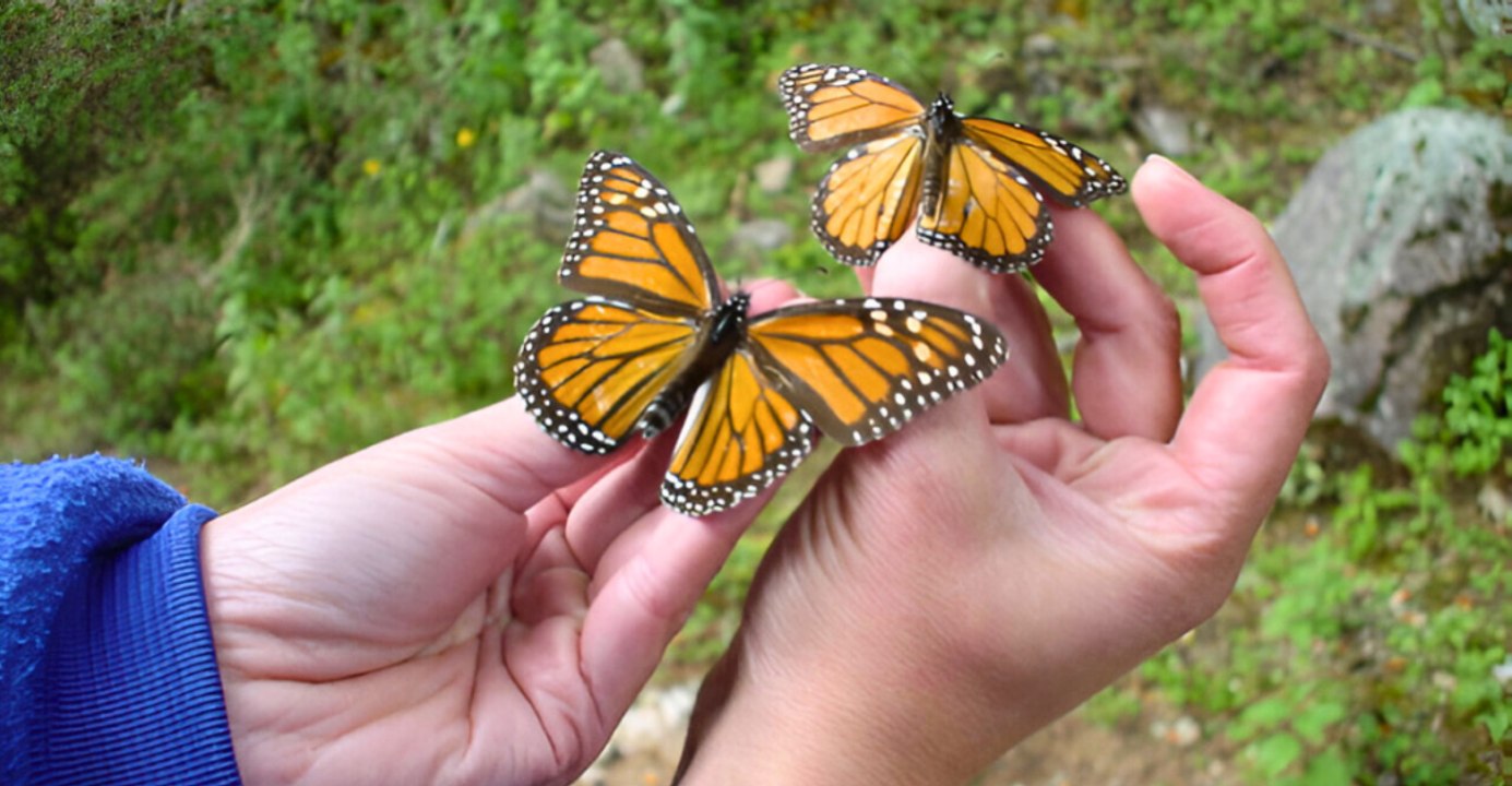 Monarch Butterfly Numbers Nearly Double Amid Border Policy Controversy
