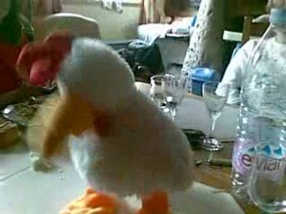 petit délire avek une poule