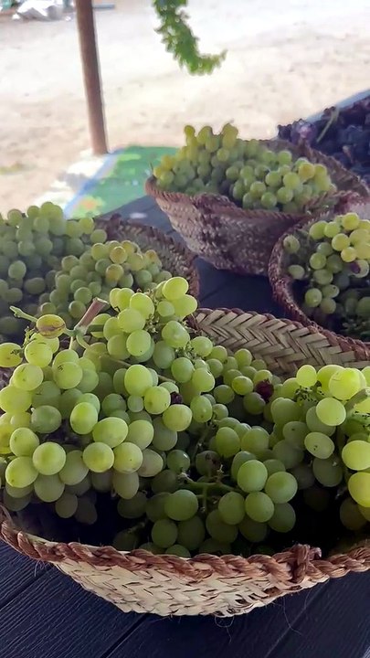Emirati grapes in RAK farm