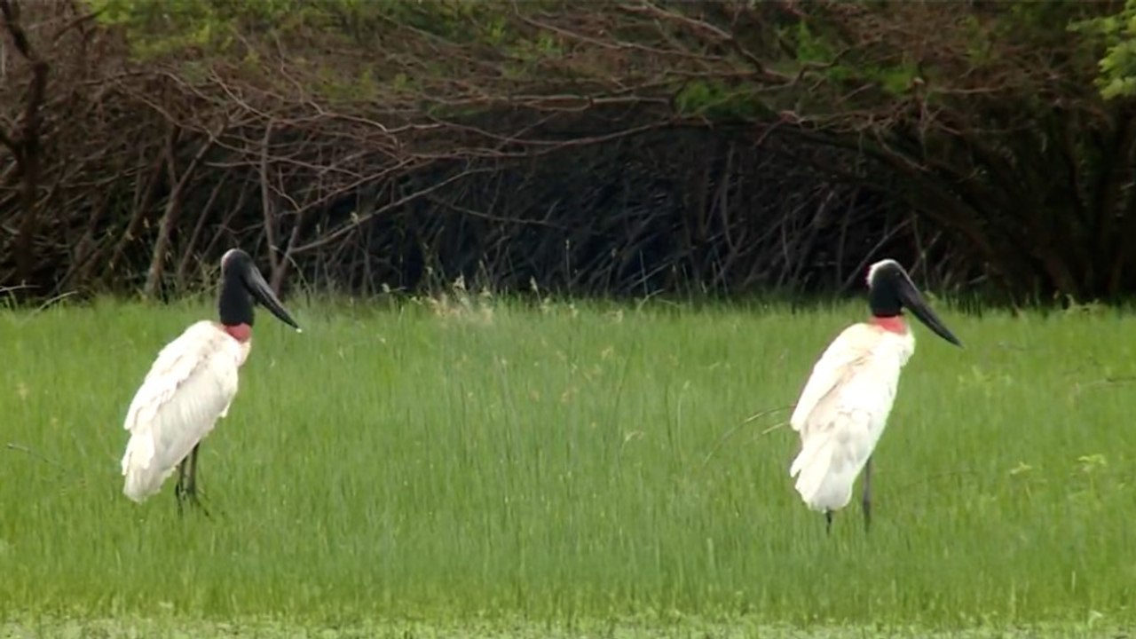 tn7-conteo-anual-de-jabiru-270726