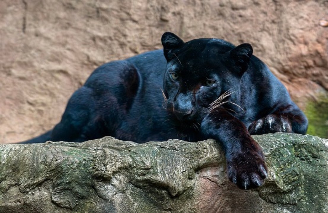 Puma 'spotted in Wales'