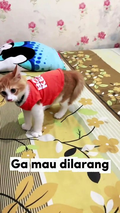 Wrong adoption. . 😸😸😸