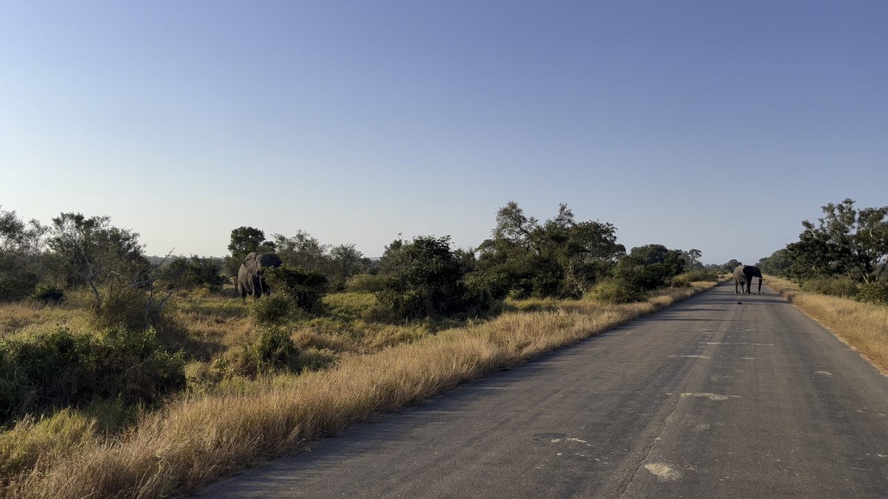 Elephant charge Kruger National Park