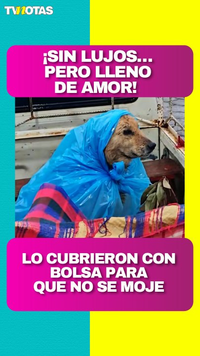 Lomito se roba el cariño de las redes tras ser cubierto de la lluvia con una bolsa