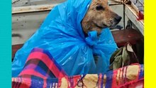 Lomito se roba el cariño de las redes tras ser cubierto de la lluvia con una bolsa