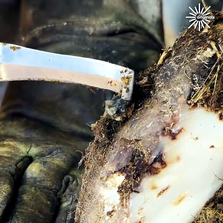 Removing a rock stuck under this cow's hoof