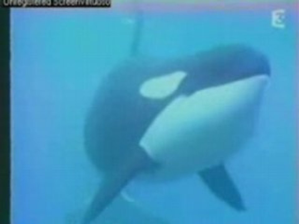 Orque video - Breaking the habbit