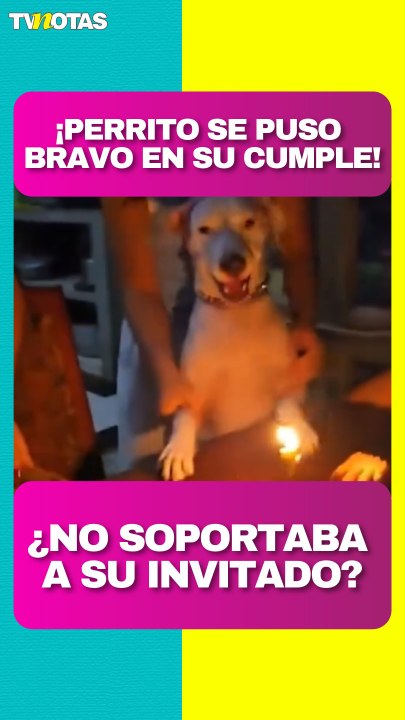 Lomito se pone bravo con su 'invitado' en celebración de su cumpleaños