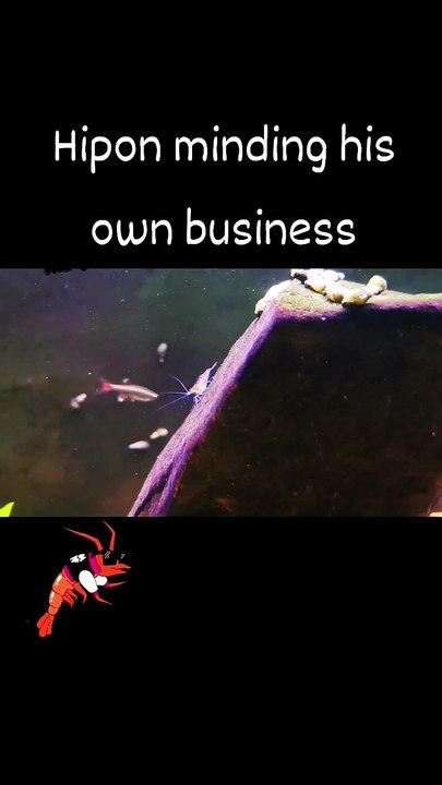 red cherry shrimp #aquarium