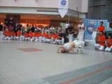 capoeira brasil türkiye batizado