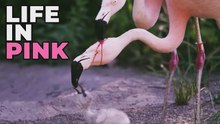 ¿Sabías que el flamenco se vuelve rosa por comer camarones?