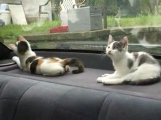 Chatons embarqués pour l'Aventure LoL