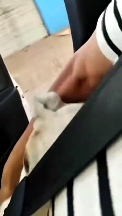 Perro se desvanece luego de ver a su familia.