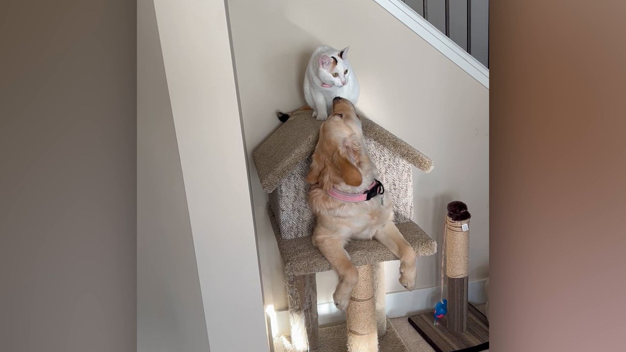 Funniest Golden Retrievers