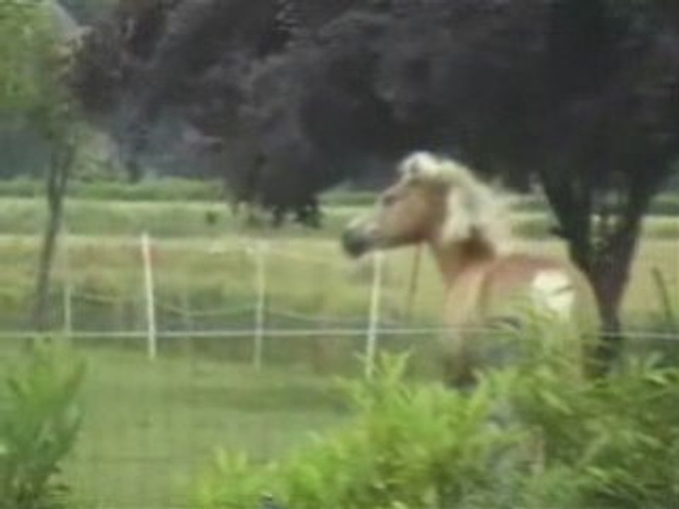 Des chevaux heureux au naturel