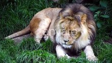 Close up portrait of male lion