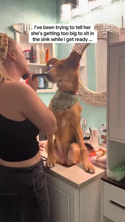 Dog Sits In Tiny Sink During Makeup Routine