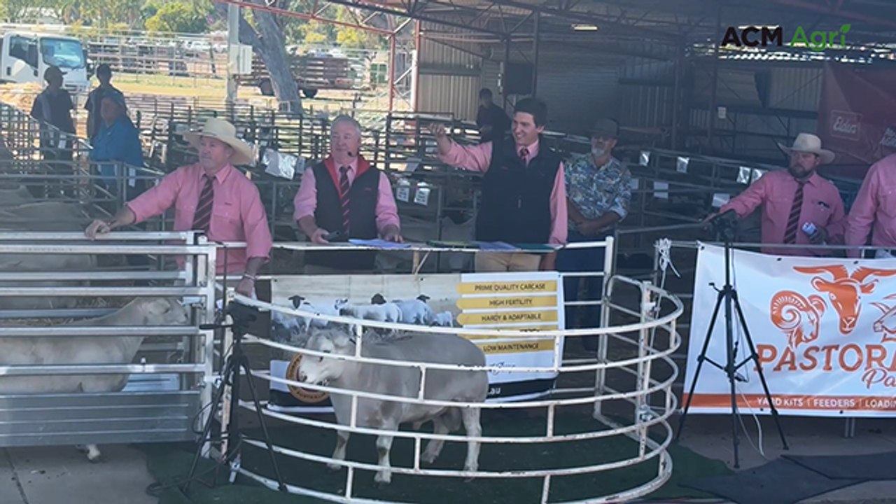 Top-priced white Dorper at the 18th Annual DSSA QLD