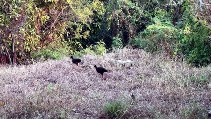 Orange-footed scrubfowl