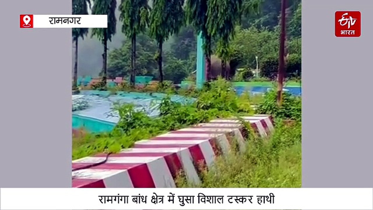 रामगंगा बांध क्षेत्र में घुसा विशाल टस्कर हाथी, कर्मचारियों में मची अफरा-तफरी