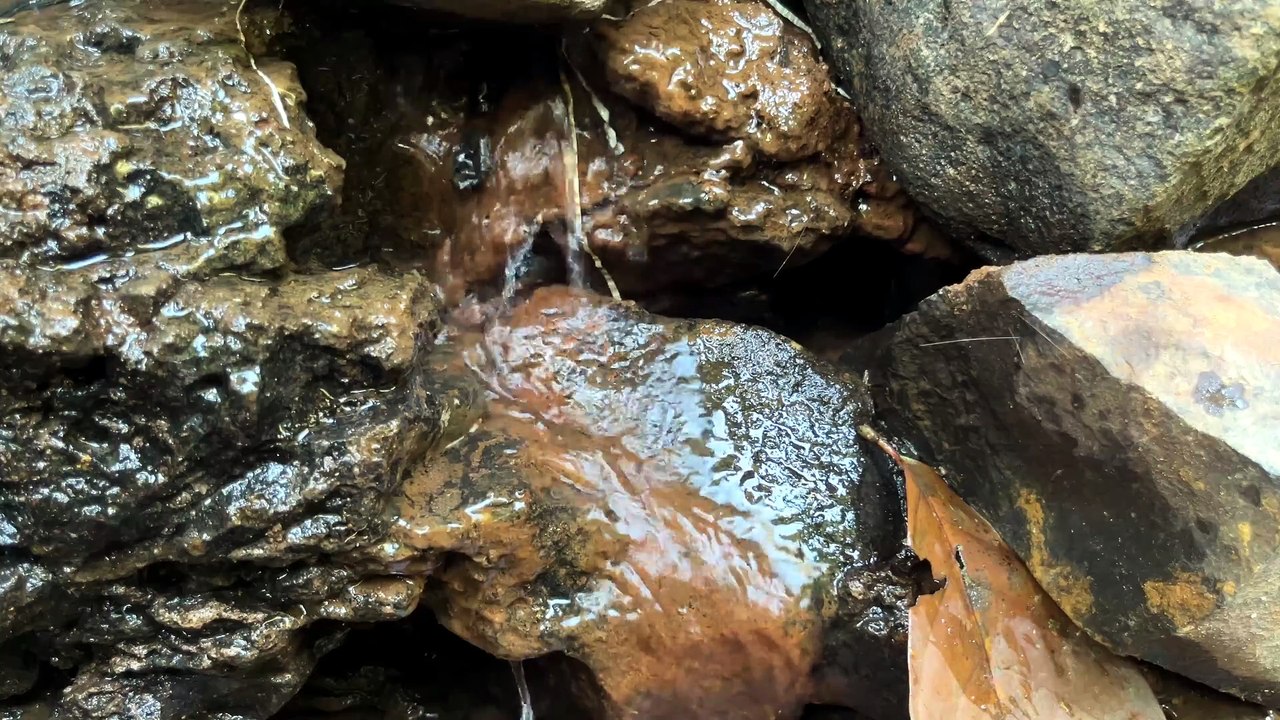 Original Nature Sounds 🍃 Real Flowing Water & Birdsong | Pure Forest Ambience