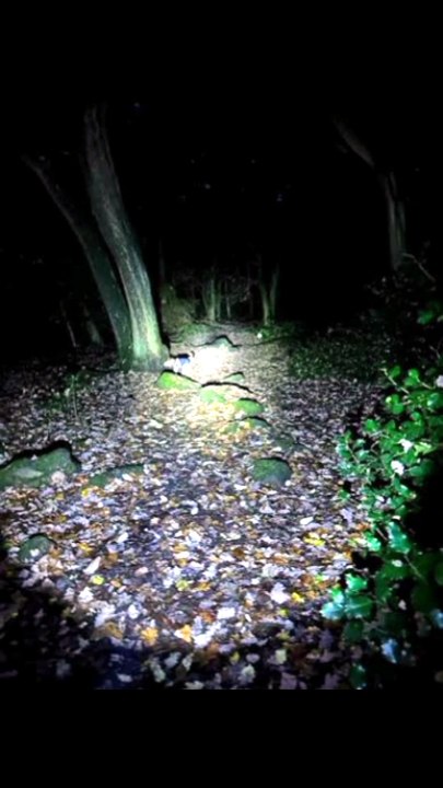 Horror story of Forrest and a boy missing in forest