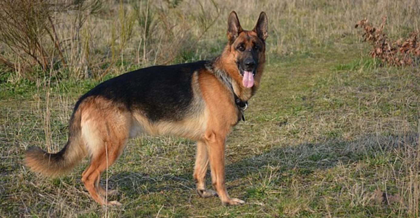 Energetic Dog Breeds for Active Lifestyles