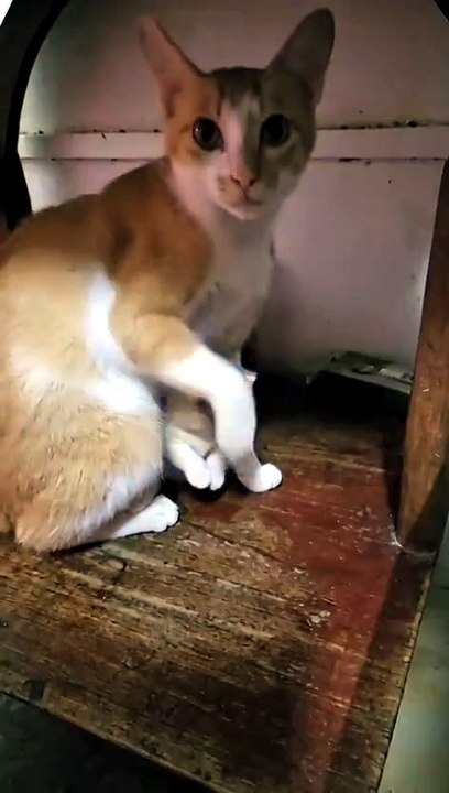 Funny Video Cat