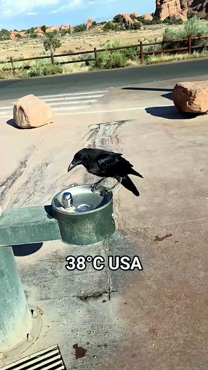 Un corbeau s’abreuve à une fontaine en pleine canicule dans un parc américain
