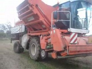 Pachine a petit pois