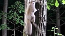 Flying Squirrel : The nocturnal glider soaring effortlessly through the forest