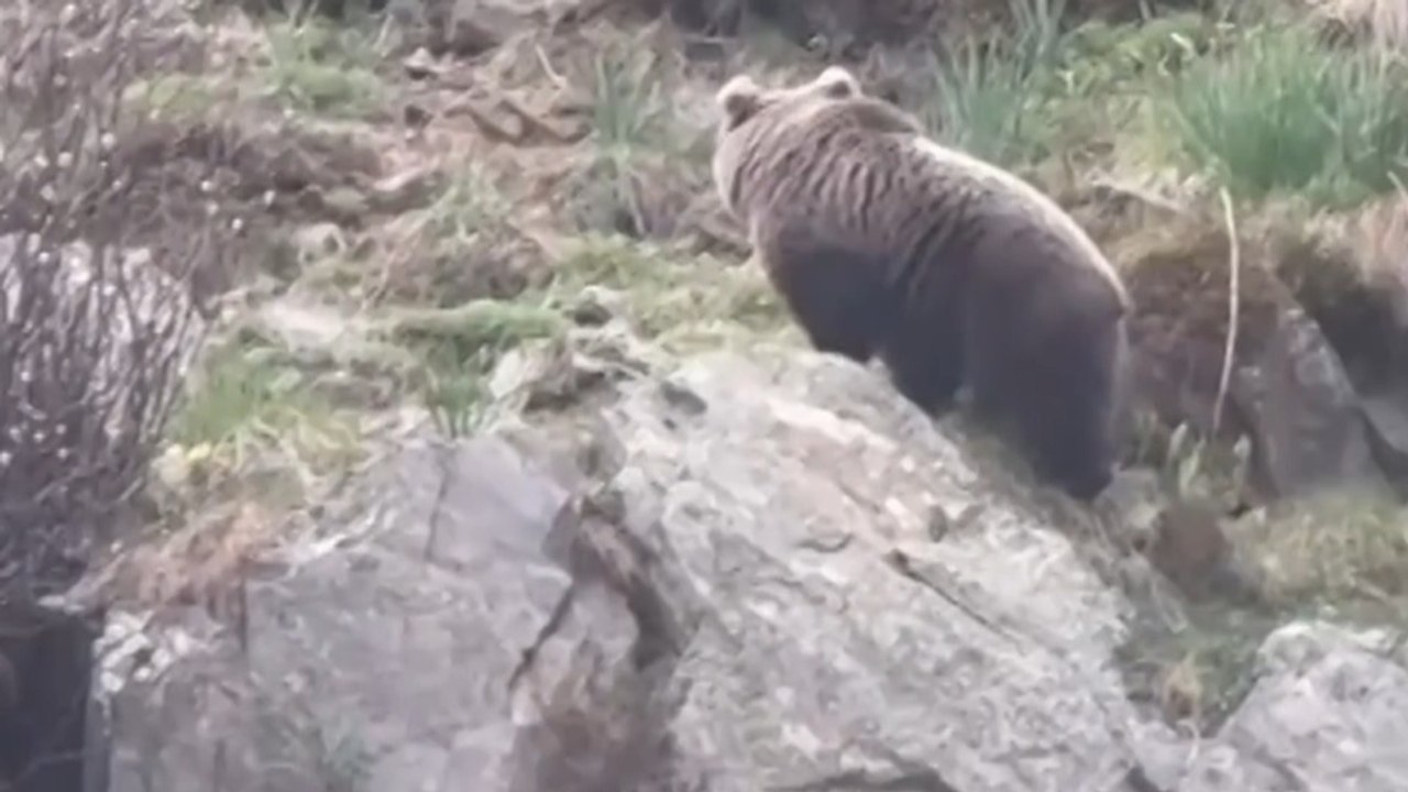 Graban por primera vez en el Pirineo a dos osas con 3 cachorros cada una en Aran (Lleida)