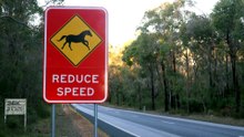 Invasive Species Council calls for cull of feral horses at Lake Muir in WA