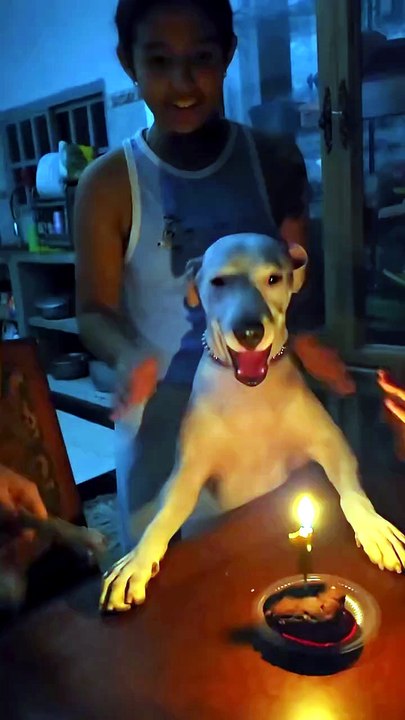 perro cumpleañero