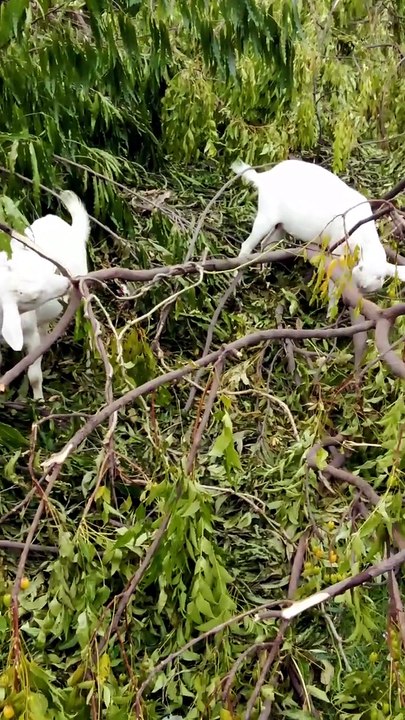 Two Adorable Goats Eating Leaves