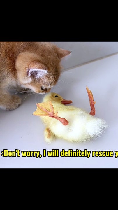 A kitten saved a duckling, and the duckling came to regard the kitten as its mother So cute!